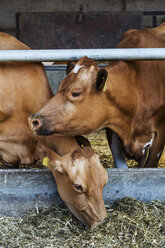 Zwei Guernsey-Kühe in einem Stall, die Heu fressen. - MINF09752