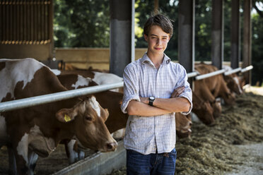 Young man standing in a barn with row of Guernsey cows feeding. - MINF09753