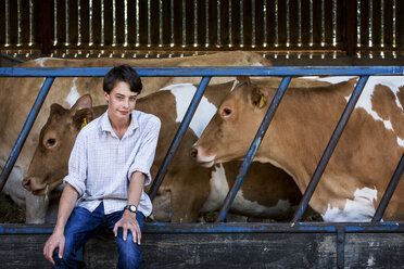 Young man sitting in a barn with Guernsey cows. - MINF09757