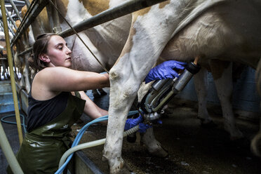 Junge Frau mit Schürze steht in einem Melkstand und melkt Guernsey-Kühe. - MINF09762