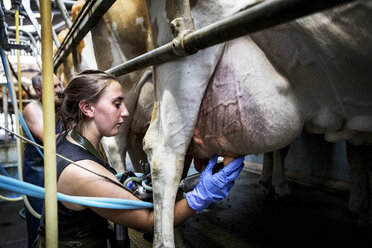 Young woman wearing apron standing in a milking shed, milking Guernsey cows. - MINF09763