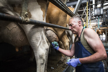 Man wearing apron standing in a milking shed, cleaning udder of Guernsey cow prior to milking. - MINF09765