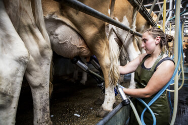 Young woman wearing apron standing in a milking shed, milking Guernsey cows. - MINF09766