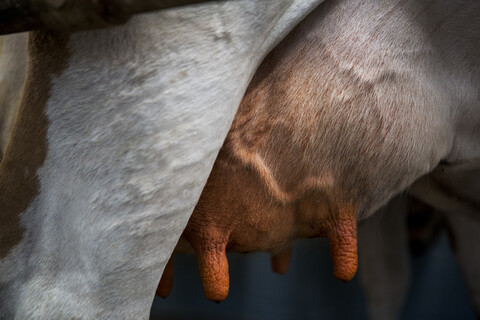 Nahaufnahme des Euters einer Guernsey-Kuh., lizenzfreies Stockfoto