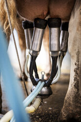 Close up of the udder of a Guernsey cow hooked up to a milking machine. - MINF09768