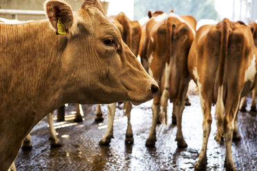 Kleine Herde von Guernsey-Kühen in einem Stall. - MINF09773