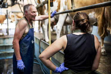 Man and young woman wearing aprons standing in a milking shed with Guernsey cows. - MINF09775