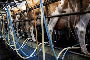 Close up of Guernsey cows being milked with automatic milking machine. - MINF09777