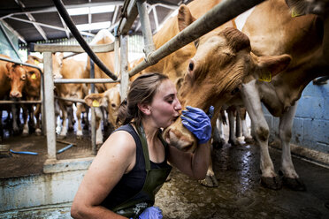 Young woman wearing apron standing in a milking shed kissing Guernsey cow on the head. - MINF09781