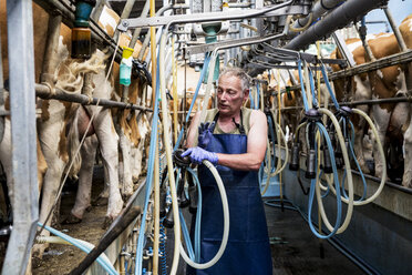 Man wearing apron standing in a milking shed, milking Guernsey cows. - MINF09787