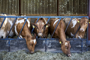 Guernsey-Kühe in einem Stall, die Heu fressen. - MINF09788