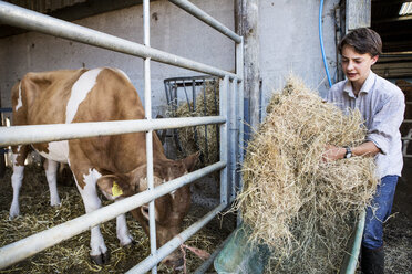 Junger Mann in einer Scheune, der eine Guernsey-Kuh mit Heu füttert. - MINF09791