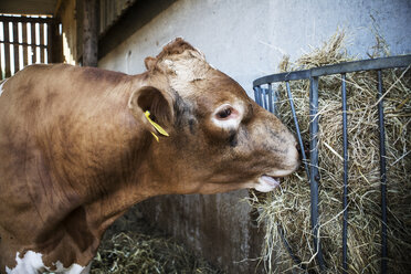 Guernsey-Kuh in einem Stall, die Heu frisst. - MINF09792