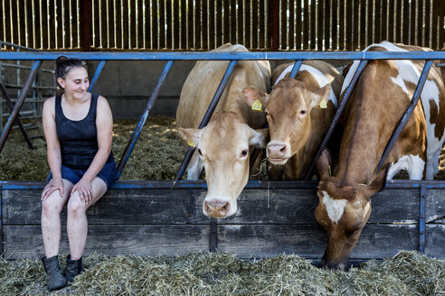 Junge Frau, die in einem Stall mit drei Guernsey-Kühen sitzt. - MINF09795