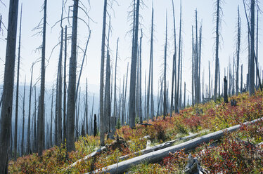 Durch Feuer verbrannter Wald und neues Herbstwachstum, in der Nähe des Mt. Rainier National Park, Washington - MINF09799