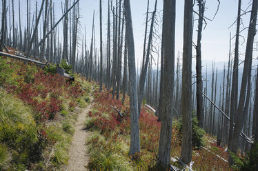 Pacific Crest Trail, der Weg durch brandgeschädigten Wald im Herbst, in der Nähe des Mount Rainer National Park, Washington - MINF09800