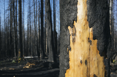 Detail of burned tree and forest from the Norse Peak fire, near Mt. Rainier National Park, Washington stock photo