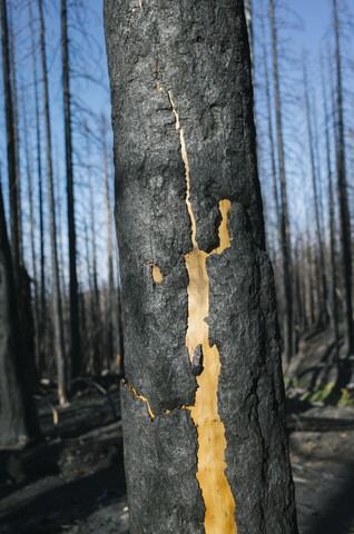 Detail eines verbrannten Baumes und Waldes aus dem Norse Peak-Brand, in der Nähe des Mt. Rainier National Park, Washington, lizenzfreies Stockfoto