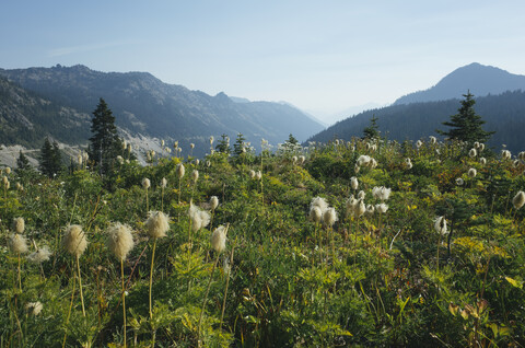 Wildblumenwiese oberhalb des Chinook Passes in der Nähe des Mount Rainier National Park in der Kaskadenregion., lizenzfreies Stockfoto