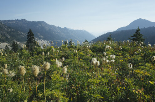 Wildblumenwiese oberhalb des Chinook Passes in der Nähe des Mount Rainier National Park in der Kaskadenregion. - MINF09805