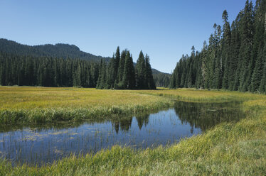 Der Bumping River fließt durch alpine Wiesen und Wälder entlang des Pacific Crest Trail in der Cascades Range auf dem Pacific Crest Trail. - MINF09806