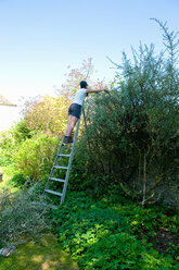 Eine Frau in Shorts auf einer hohen Leiter schneidet und stutzt eine hohe, ausgewachsene Hecke. - MINF09809