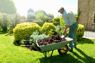 Ein Mann bei der Gartenarbeit, der mit einer Gabel Mulch und Dünger in den Boden um alte Sträucher einbringt. - MINF09810