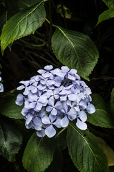 Close up of a lilac coloured hydrangea flower with glossy leaves. - MINF09822