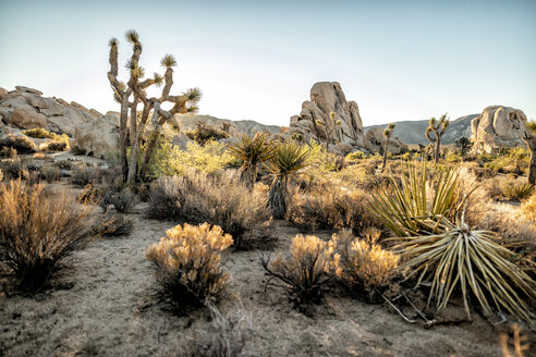 USA, Kalifornien, Los Angeles, Joshua Tree National Park bei Sonnenschein - DAWF00850