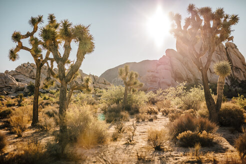 USA, Kalifornien, Los Angeles, Joshua Tree National Park bei Sonnenschein - DAWF00856