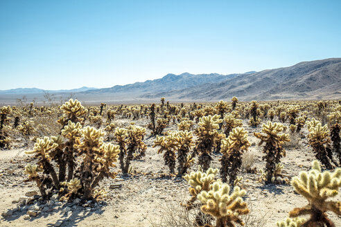 USA, Kalifornien, Los Angeles, Joshua Tree National Park bei Sonnenschein - DAWF00861