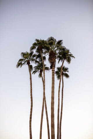 USA, California, Palm Springs, group of palm trees under blue sky stock photo