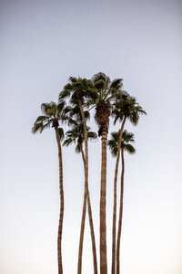 USA, California, Palm Springs, group of palm trees under blue sky - DAWF00866