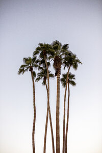 USA, Kalifornien, Palm Springs, Gruppe von Palmen unter blauem Himmel - DAWF00866