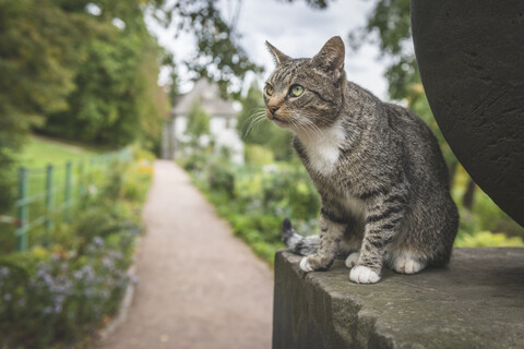 Deutschland, Weimar, Porträt einer getigerten Katze mit dem Goethe Gartenhaus am Ilmpark im Hintergrund, lizenzfreies Stockfoto