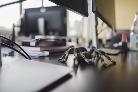 Spielzeugvogelspinne auf einem Schreibtisch, lizenzfreies Stockfoto