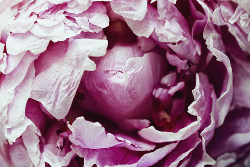 Nahaufnahme einer rosa blühenden Blume - FSIF03553