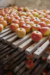 Fresh, ripe harvested apples drying on racks - FSIF03664