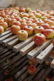 Frische, reif geerntete Äpfel, die auf Gestellen trocknen - FSIF03664