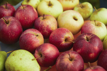Nahaufnahme von frischen, reif geernteten Äpfeln - FSIF03667
