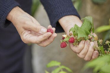 Woman harvesting fresh raspberries - FSIF03668