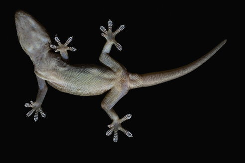 View from below gecko on black background - FSIF03679