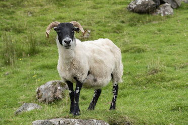 Vereinigtes Königreich, Schottland, Dalesbred-Schafe - ELF01998