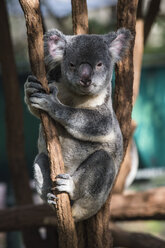 Australien, Brisbane, Lone Pine Koala Sanctuary, Porträt eines Koalas, der sich an einen Baumstamm klammert - RUNF00425