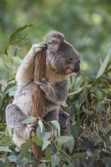 Australien, Brisbane, Lone Pine Koala Sanctuary, Porträt eines Koalas, der sich an einen Baumstamm klammert - RUNF00426