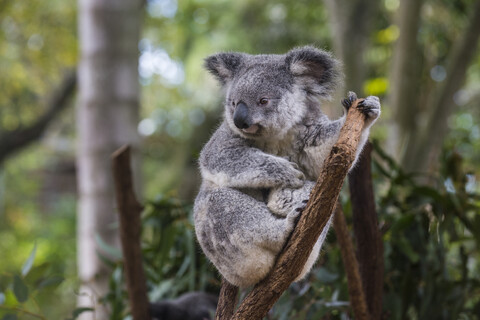 Australia, Brisbane, Lone Pine Koala Sanctuary, portrait of koala perching on tree trunk stock photo