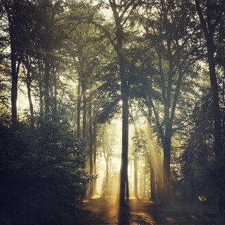 Wald und Sonnenlicht auf einer Waldlichtung - DWIF00960