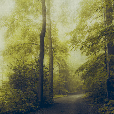 Laubwald im Morgenlicht, Waldweg, lizenzfreies Stockfoto