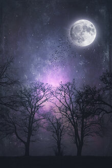 Trees and full moon at night - DWIF00967