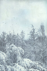 Wald im Winter bei Wuppertal, fliegende Vögel - DWIF00969
